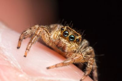 Close-up of spider