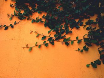 Close-up of autumn leaves on tree
