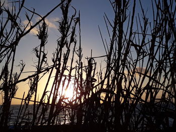 Low angle view of silhouette plants against sky during sunset