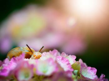 Close-up of insect on pink flower