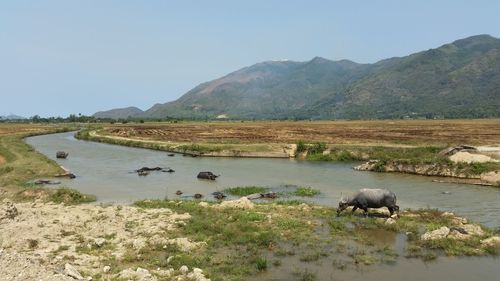 Water buffalo in river
