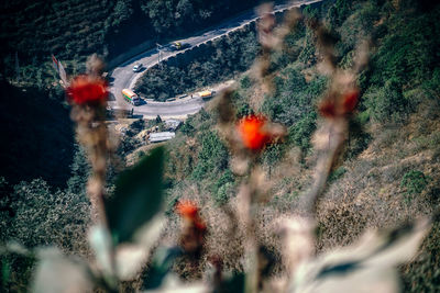 High angle view of flowers on road in forest