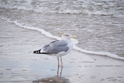 Seagull on beach