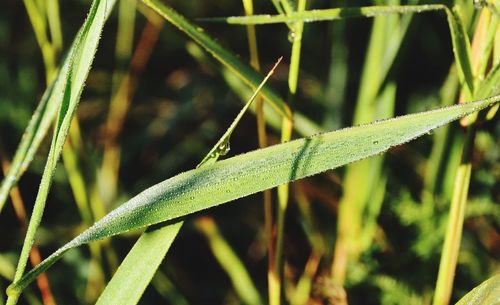 Close-up of lizard on grass