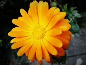 Close-up of yellow flower blooming outdoors