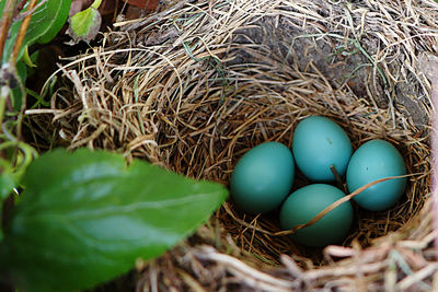 High angle view of easter eggs in nest