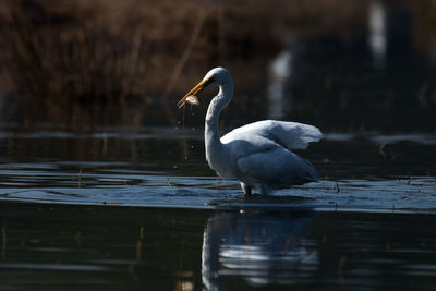 Duck on a lake