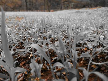Close-up of frozen leaves on field during winter