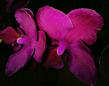 Close-up of pink orchids