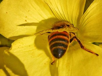 Close-up of bee on yellow flower