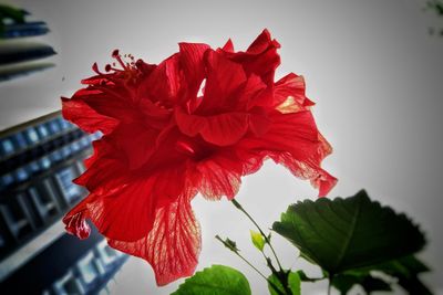 Close-up of red hibiscus blooming outdoors