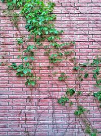 Ivy growing on brick wall