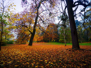 Trees and leaves in park during autumn