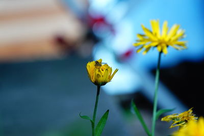 Close-up of insect on yellow flowering plant