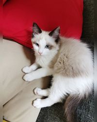 High angle portrait of cat relaxing on sofa