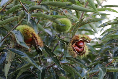 Close-up of fruit growing on tree