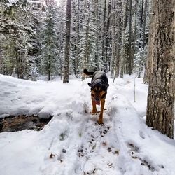 Rear view of a dog on snow covered land