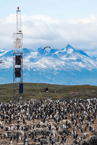 Flock of sheep on snow covered mountain against sky