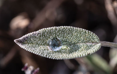 Close-up of a lizard