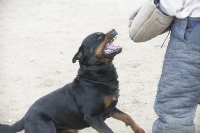 Low section of man with dog