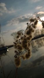 Close-up of plant against cloudy sky