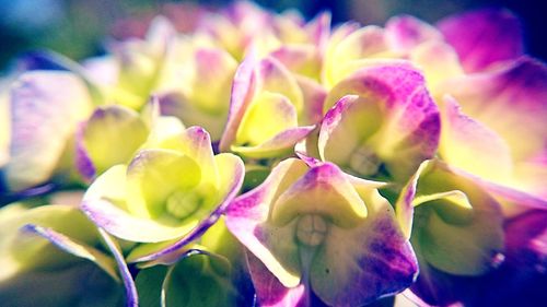 Close-up of flowers