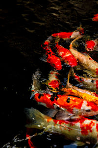 View of koi carps swimming in lake