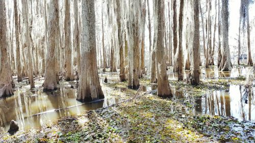 Trees in forest during rainy season