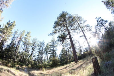 Low angle view of trees against sky