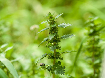 Close-up of flowering plant