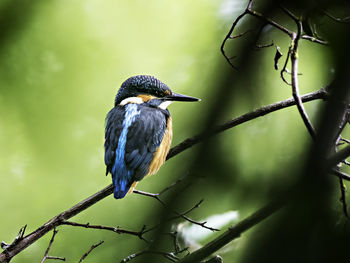 Close-up of bird perching on branch