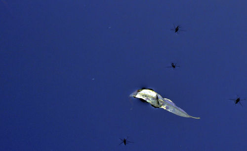 Low angle view of helicopter flying in sky