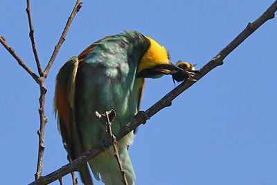 Low angle view of bird perching on tree against sky