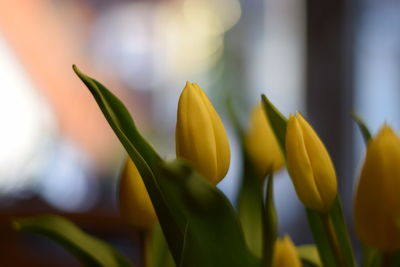 Close-up of yellow flowering plant
