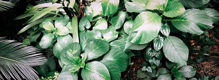 Full frame shot of fresh green leaves