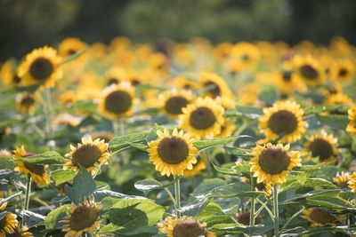 Close-up of sunflowers on field