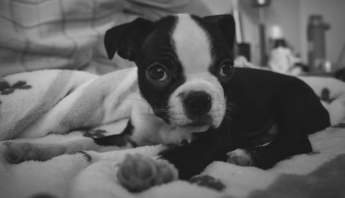 Portrait of dog relaxing on bed at home