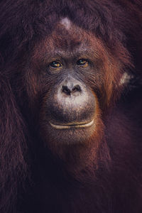 Close-up of a orang tang