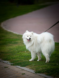 White dog standing on grass