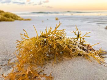 Close-up of dead plant on beach