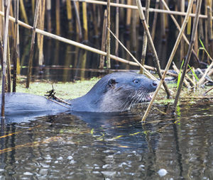 Close-up of duck swimming in lake