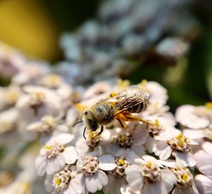 Close-up of bee pollinating on flower