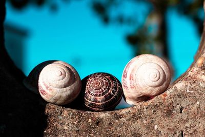 Close-up of seashells on retaining wall against sky