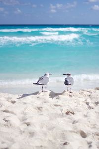 Birds on beach against sky