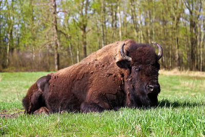 A majestic bison lying down in a grazing field.