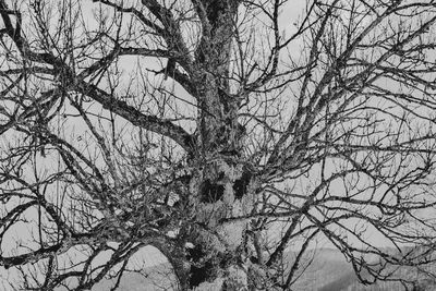 Low angle view of bare tree against sky during winter