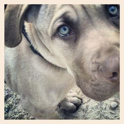 Close-up portrait of a dog