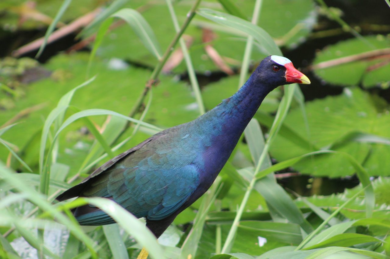 animal themes, animal, one animal, vertebrate, bird, animal wildlife, animals in the wild, plant, nature, green color, day, grass, no people, growth, close-up, land, field, outdoors, blue, plant part, blade of grass