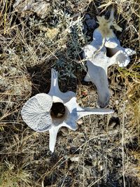 High angle view of animal skull on field