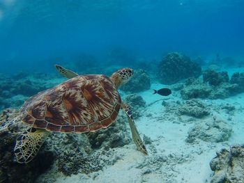 Turtle swimming in sea